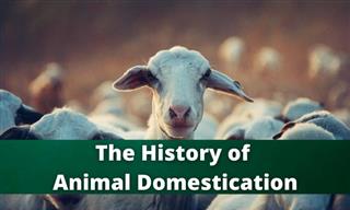 QUIZ: The History of Animal Domestication