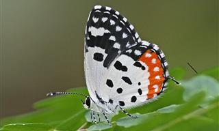41 Stunningly Beautiful and Rarest Butterflies