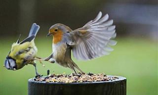 Birds Gone Wild: 17 Pics That Prove They’re Little Menaces