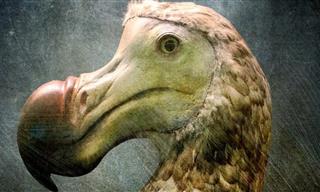 The Real Reasons For the Extinction of Dodo Birds