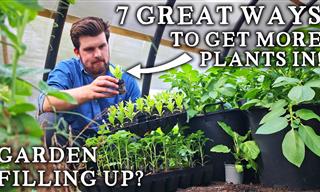 Garden Filling Up? Here’s How You Can Fit in More Crops