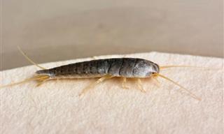 How to Rid Yourself of the Silverfish Pest