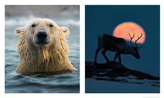 A Celebration of the Wild: 16 Gorgeous Animal Portraits