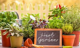 6 Tips For Growing a Herb Garden