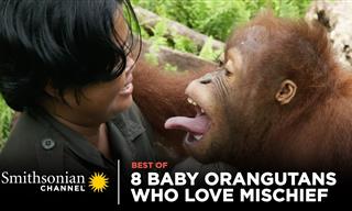 These Baby Orangutans Can’t Stop Wreaking Havoc