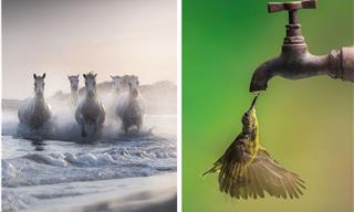 15 Winning Nature Images From the Tokyo International Foto Awards