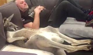 Rufus the Rescue Kangaroo Loves His Spot on the Couch!
