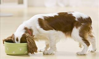 12 Foods That Could Harm Your Dog