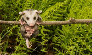 Video Compilation: Baby Possums are Adorable!