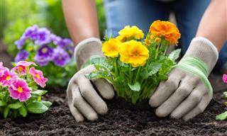 21 Beautiful Perennials for a Low-Maintenance Garden