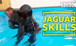 Baby Jaguar Takes First Swim