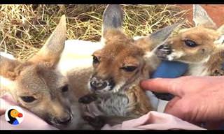 These Baby Kangaroos LOVE the Man Who Saved Them