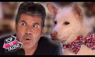 Enjoy the 10 Best Dog Auditions on the Got Talent Show