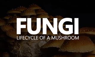 Time-Lapse: the Lifecycle of Mushrooms