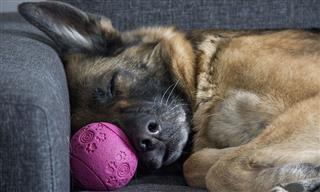 19 Sure-Fire Ways to Make a Dog As Happy As Can Be