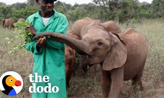 These Reserve Keepers Formed Lifelong Bonds with Elephants