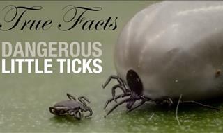 The Funniest True Facts About... Ticks!