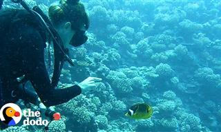 Fish Befriends Diver & Shows Her Around His Coral Reef