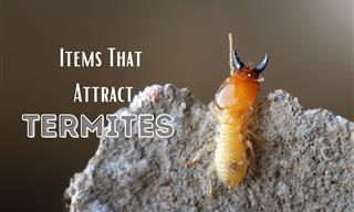5 Ways You Might Be Attracting Termites into Your Home