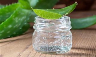 How to Make Aloe Vera Gel From Your Plant at Home