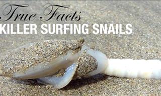 Animal Funny Facts: The Killer Surfing Snails
