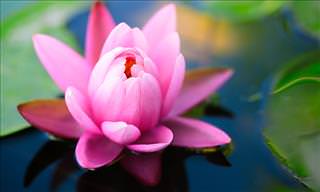 Lotus Flower Facts, Uses and Significance