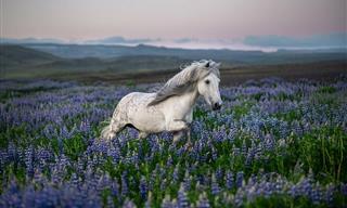 These Gorgeous Horse Photos Look Just Like Paintings!