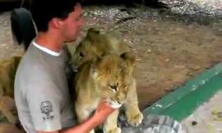 The Lion Hug and Kiss - Adorable!
