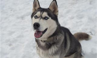 The Stories Behind the Names of Dog Breeds