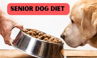Senior Dog Diet – What to Feed Your Mature and Old Dog