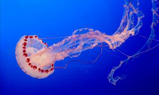 What to Do if Stung by a Jellyfish