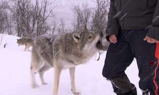 Video: Getting to Know a Pack of Semi-Wild Wolves