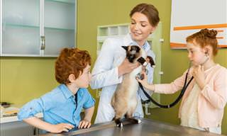 How to Treat Common Cat Ailments