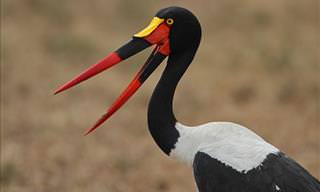 Interesting Facts About 10 Beautiful Species of Stork
