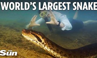 Gigantic New Snake Species Discovered In Amazon Rainforest