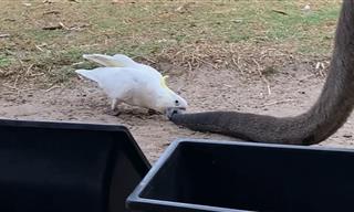 Hilarious - How Parrots Trick Kangaroos!