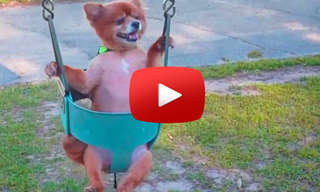 Got the Blues? Watch These Dogs on Swings!