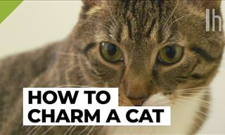 Can’t Pet a Cat without Getting Scratched? Watch This!