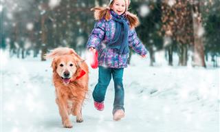 10 Dog Winter Care Tips
