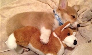 Corgis Really Are the Sweetest Puppers - Adorable!