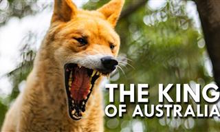 Australia’s Wild Dingoes Are Such Fascinating Creatures!