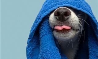 20 Cute and Playful Dog Photos