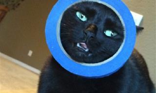 Hilarious Photographs of Cats Unleashing Their Weirdness