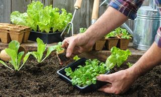 Create a Low-Maintenance Garden