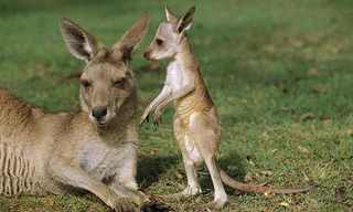 Adorable Photos of Kangaroos & Wallabies