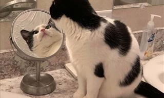 18 Sidesplitting Pictures of Pets Looking into Mirrors!