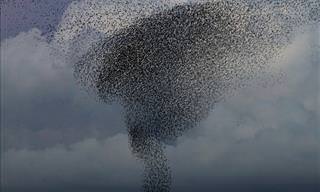 The Beauty of Starling Murmurations.
