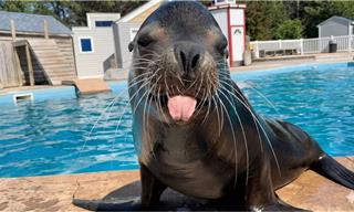 Hilarious Compilation of Funny Seal Moments