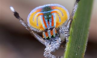 Stunning Insects That Look Equally Bizarre and Beautiful