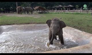 A Playful Baby Elephant Splashing in Water - Adorable!